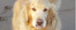 dog1.jpg
